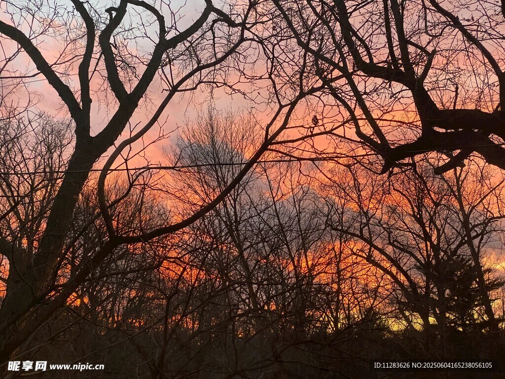 夕阳下的枯树林景观