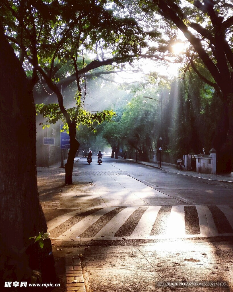 阳光洒落的林荫静谧小道