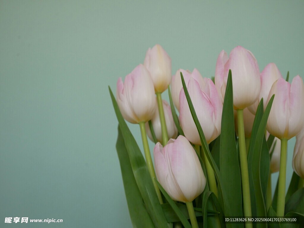 粉色郁金香花束特写