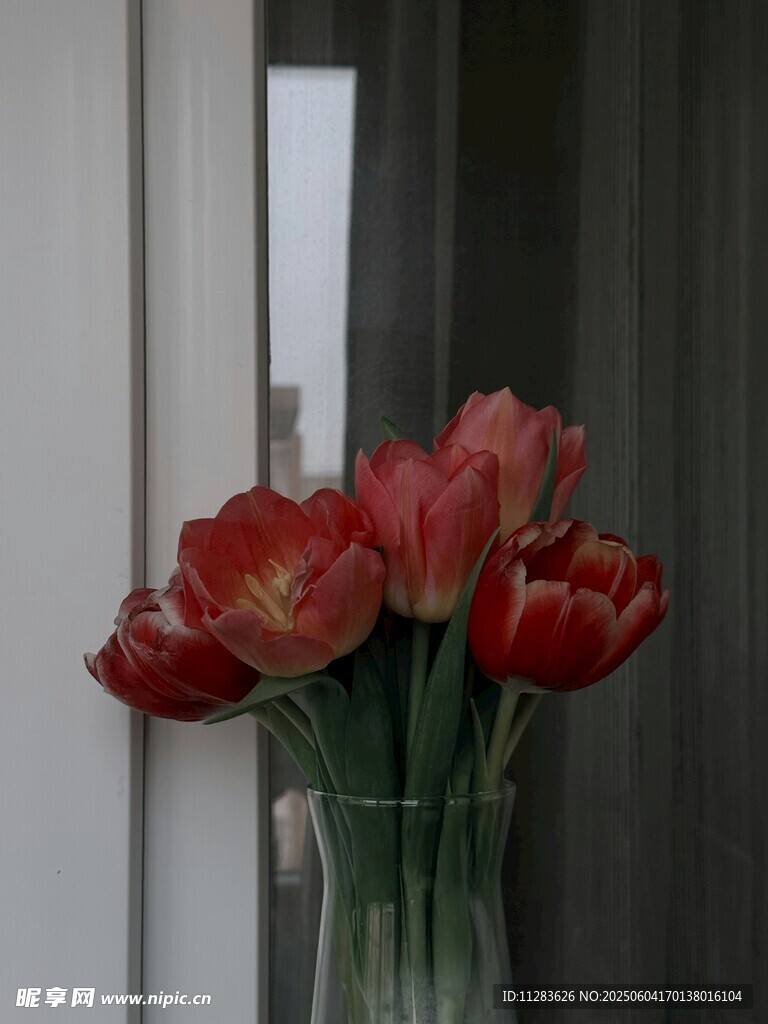 窗边红郁金香花瓶景致