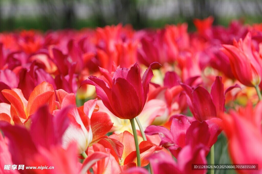 绚烂郁金香花海