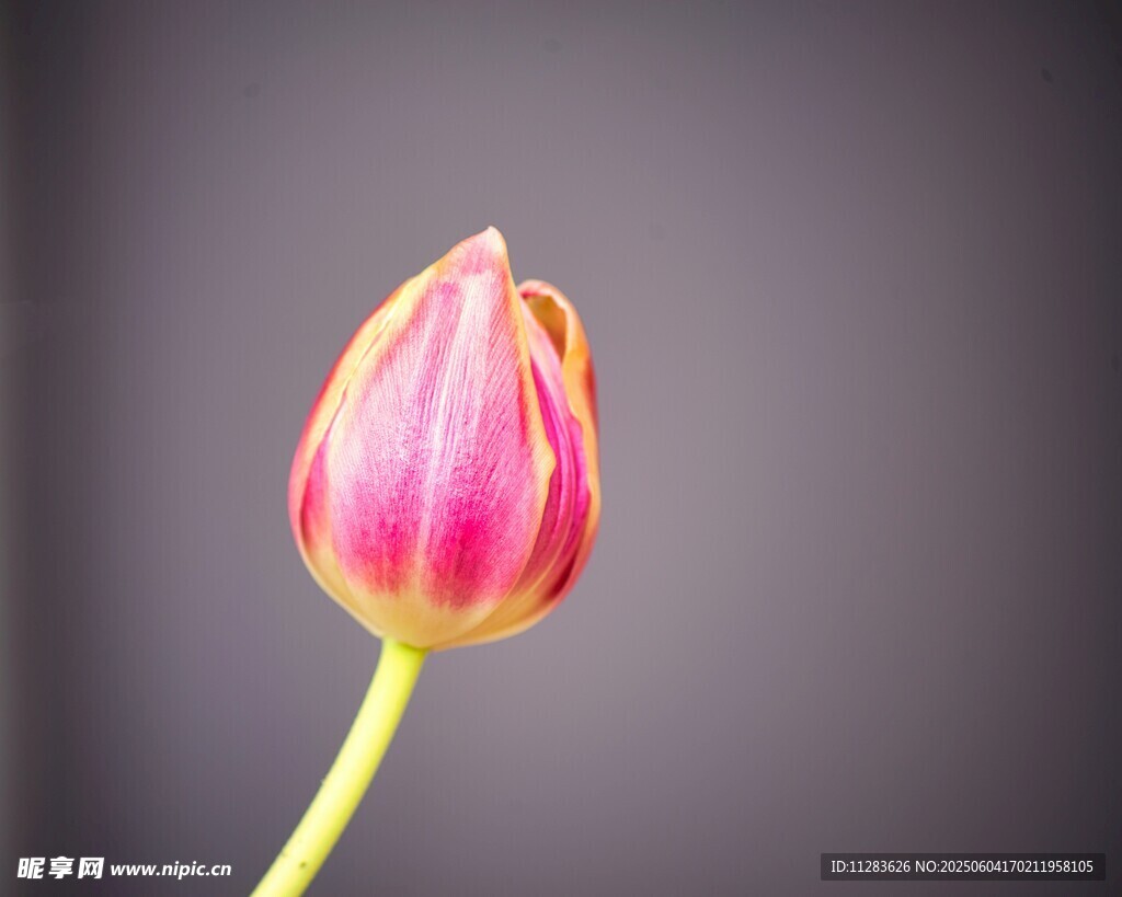 娇艳郁金香花苞特写