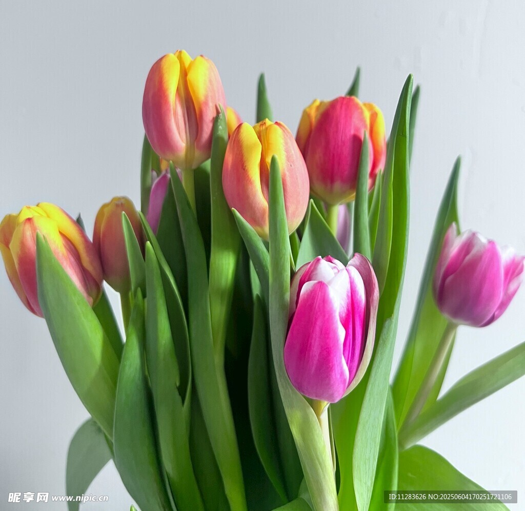 多彩郁金香花束