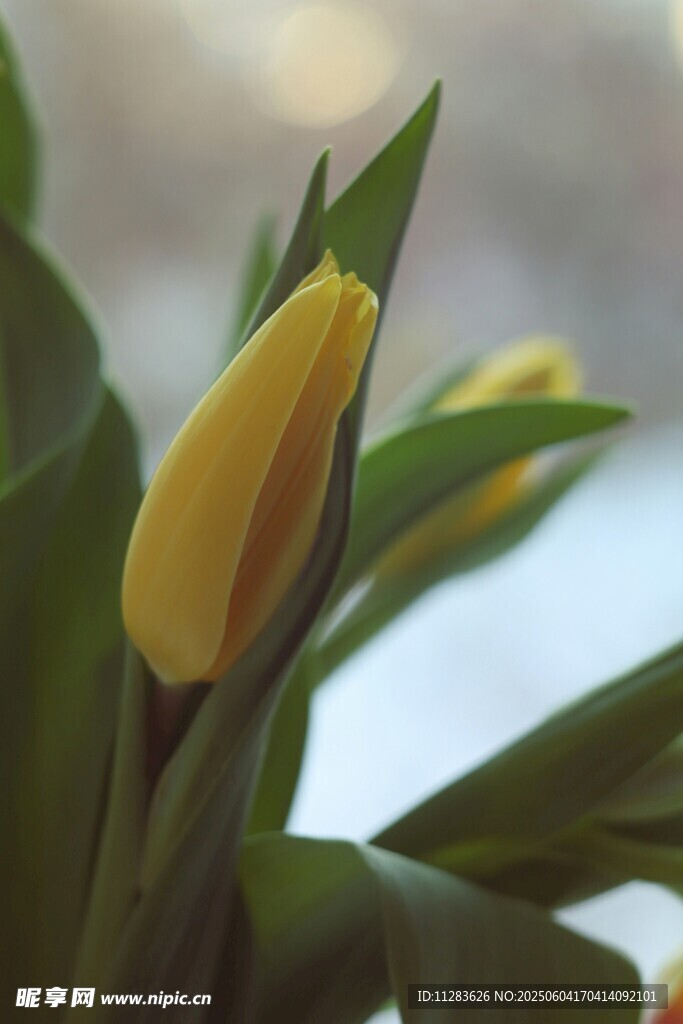 黄色郁金香花苞特写