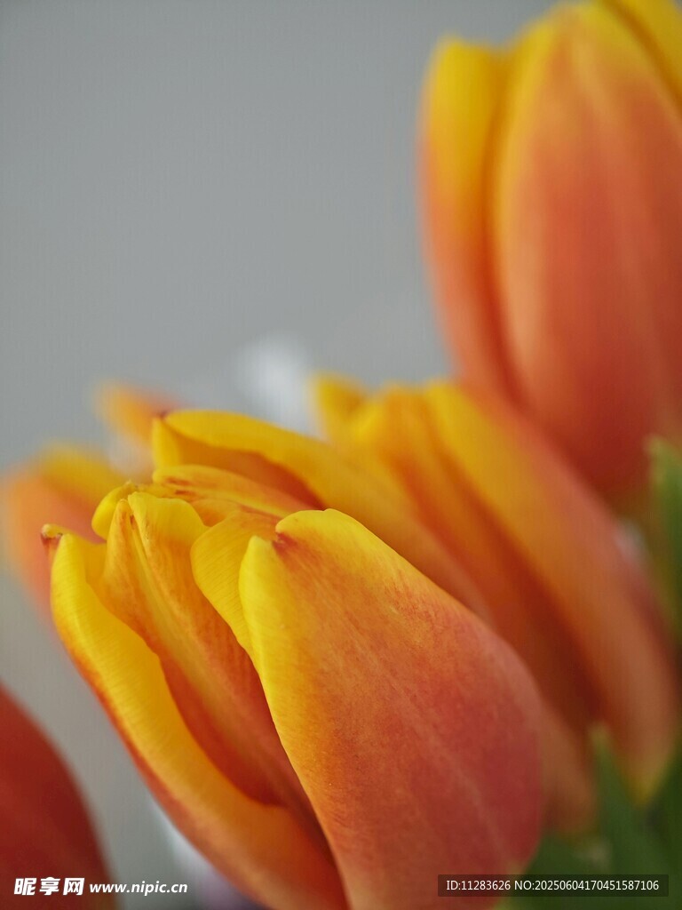 橙黄郁金香特写