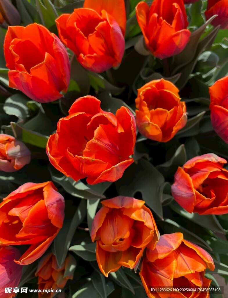 鲜艳红色郁金香花束