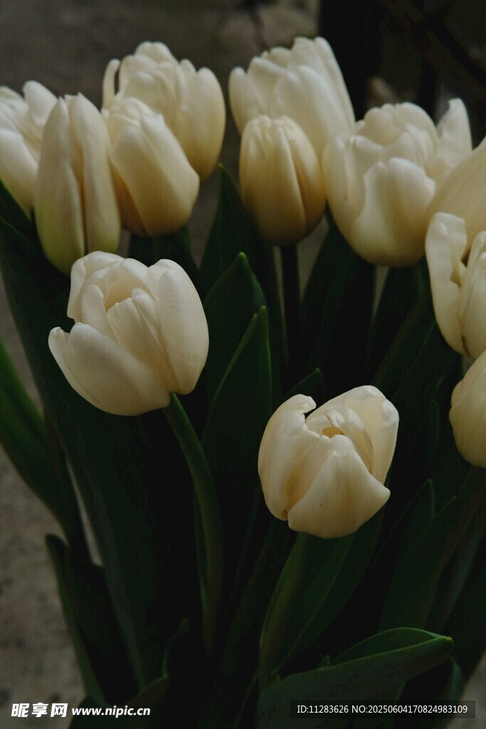 白色郁金香花束