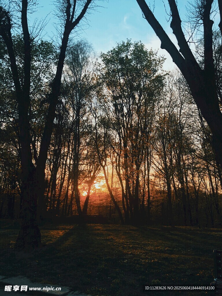 夕阳下的树林美景