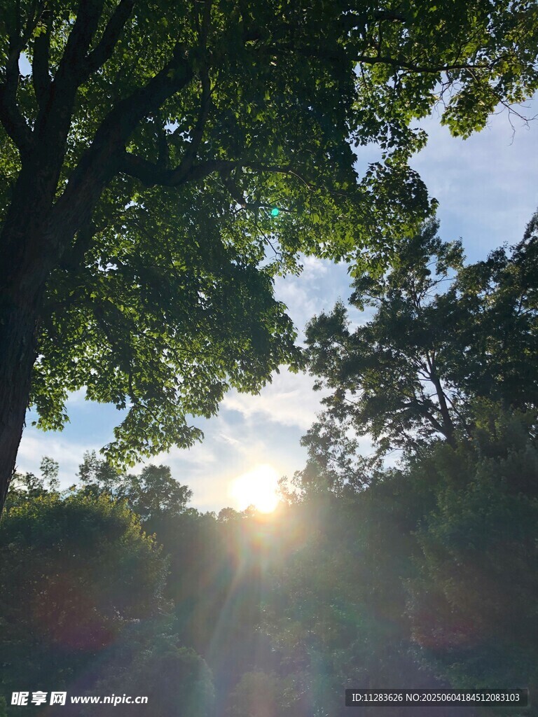 阳光透过树林洒下美景