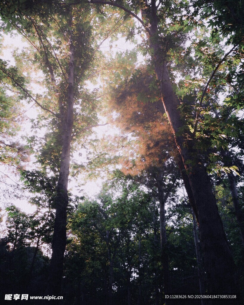 阳光洒落的静谧森林