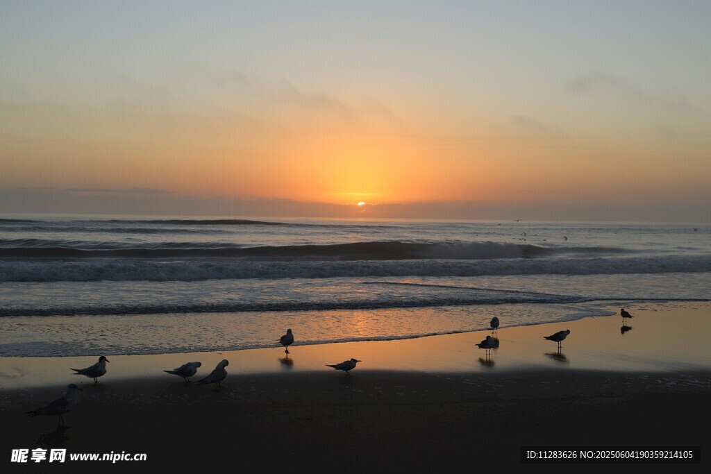 夕阳下海滩上的群鸟