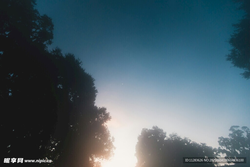 日出时分的树林美景