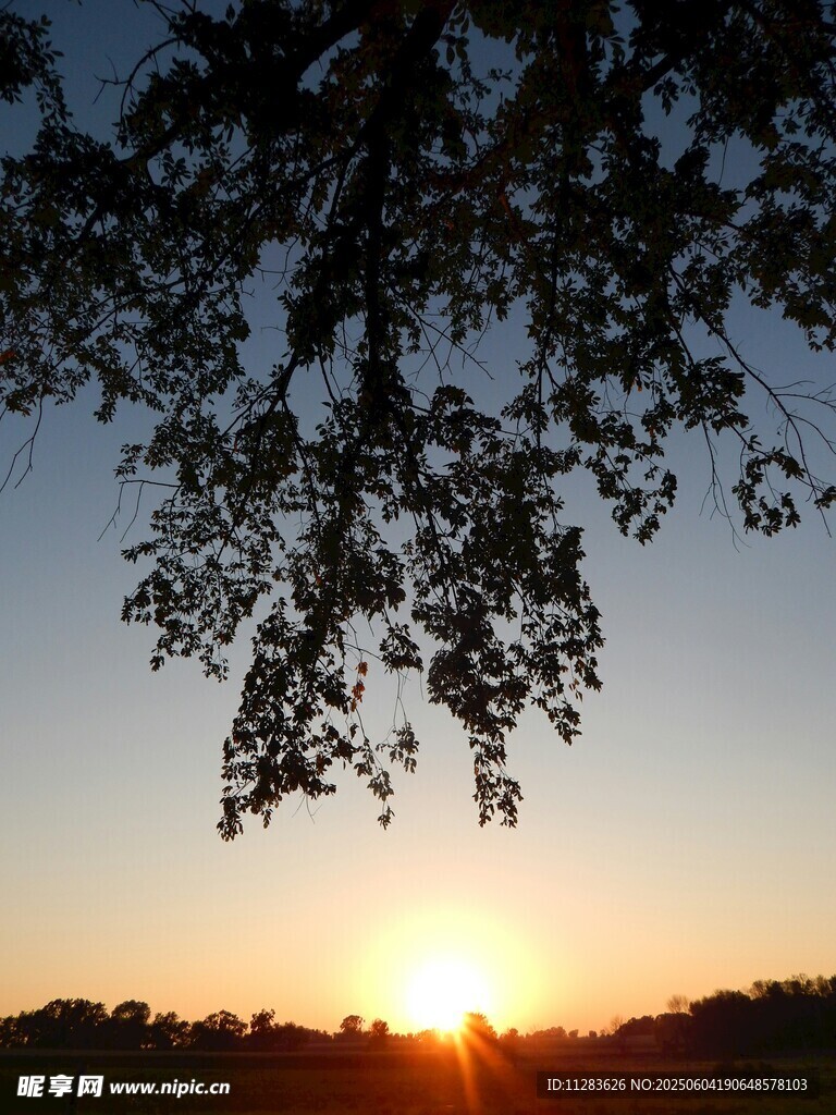 夕阳下的树梢美景