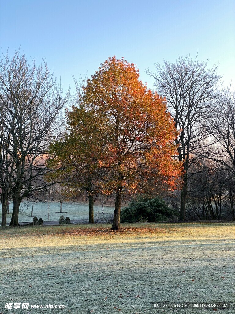 秋日独树美景