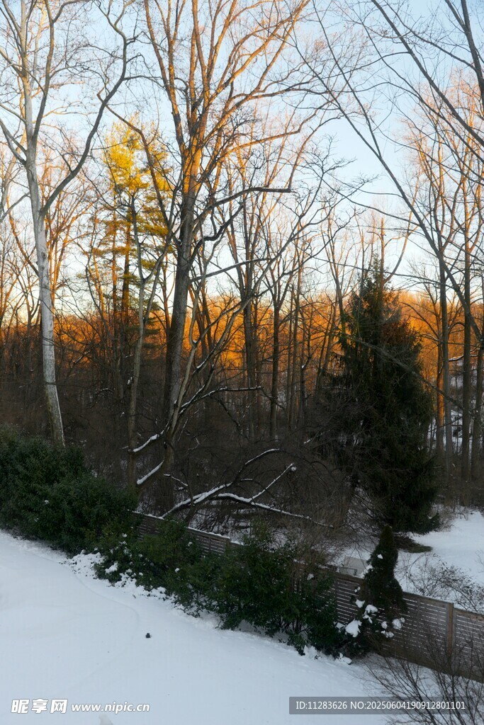 冬日雪林夕阳美景