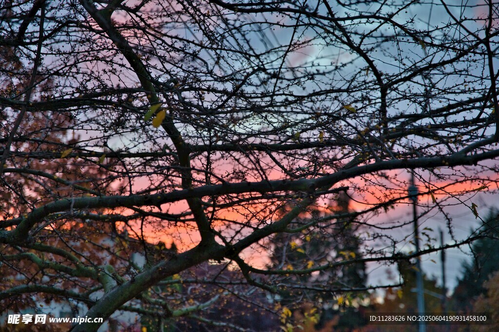 夕阳下的树枝美景