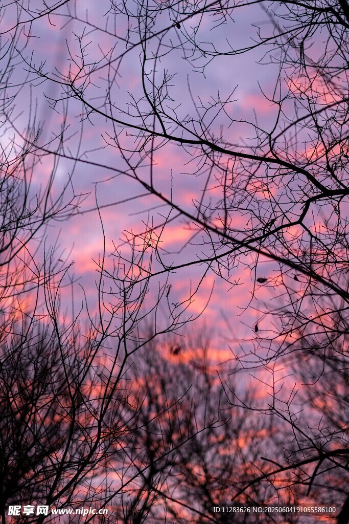 夕阳下的树枝剪影美景