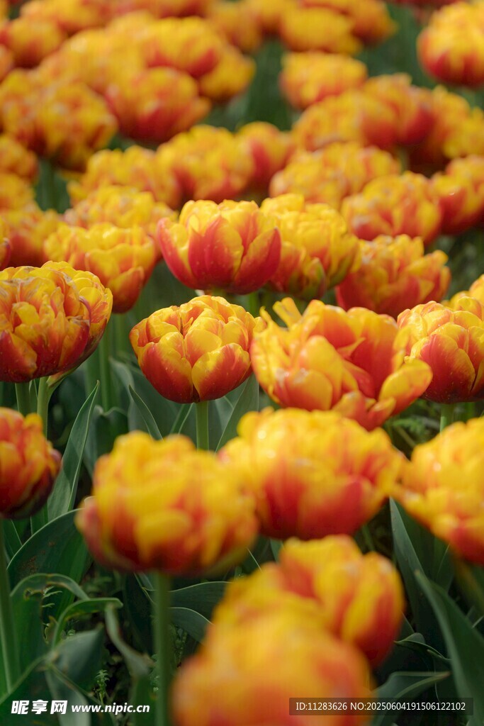 绚烂橙黄郁金香花海