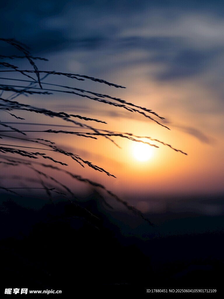 夕阳下的草影