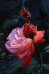 月季花  