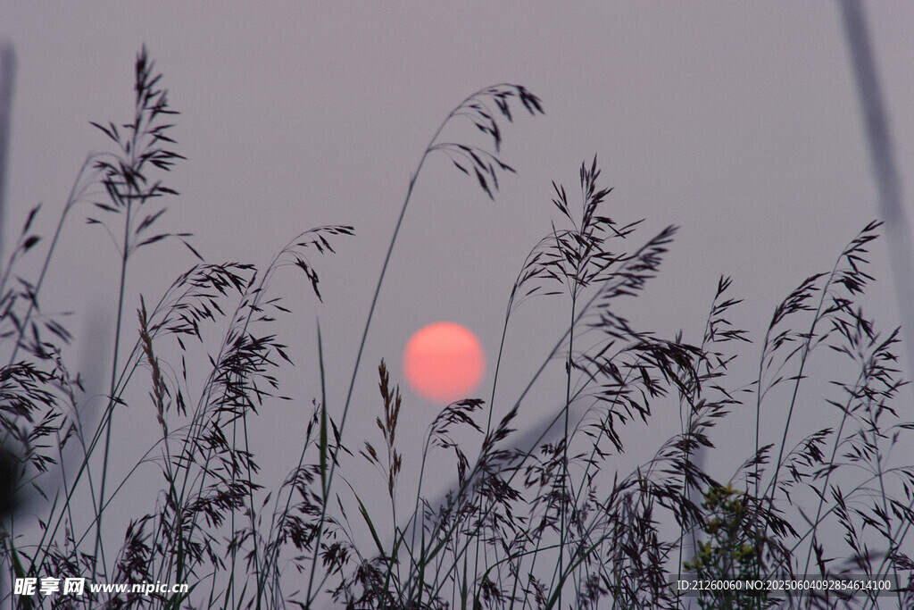 夕阳下的芦苇剪影