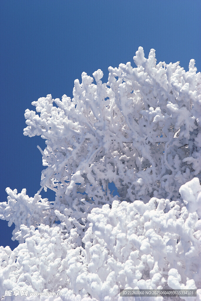 雪覆枝头蓝天映衬美景