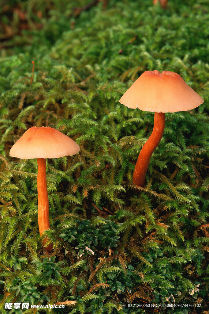 红蘑菇
