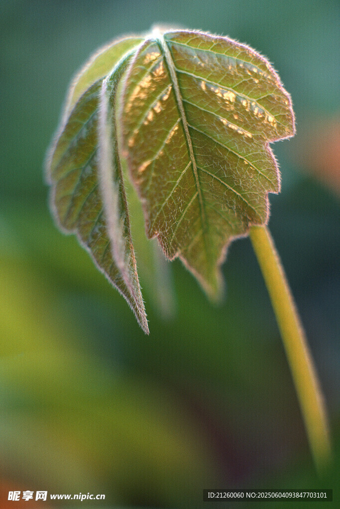 香椿芽