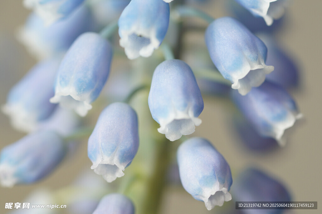 蓝铃花特写