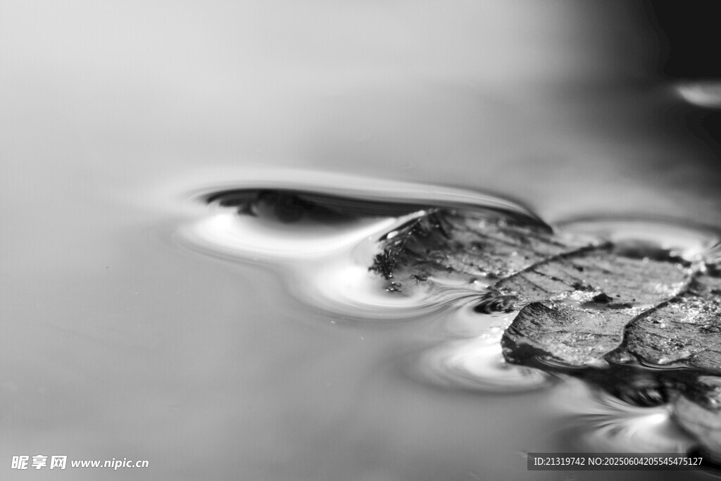 水中枯叶特写