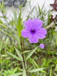 蓝花草