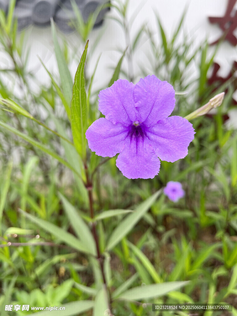 蓝花草