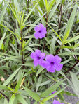 蓝草花