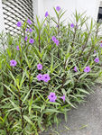 蓝草花
