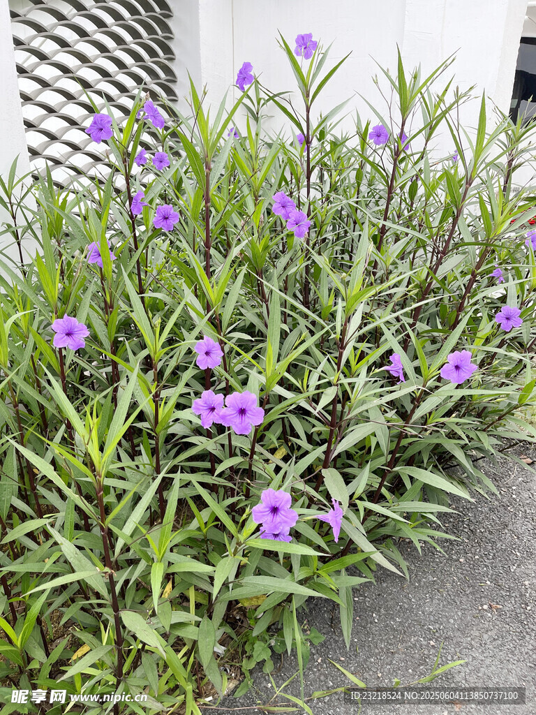 蓝草花