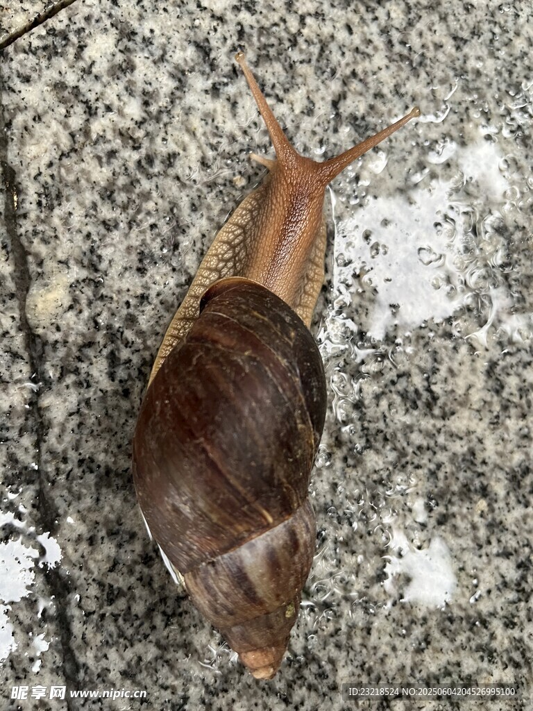 蜗牛