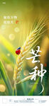 芒种