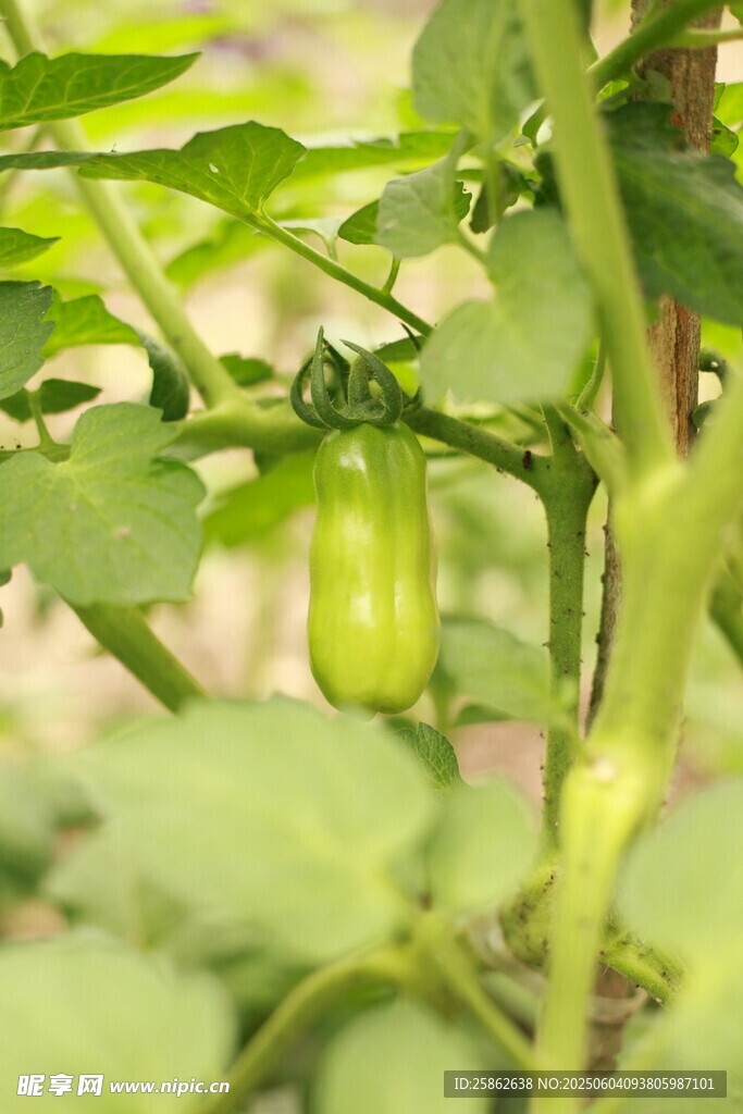 青嫩番茄挂于翠绿植株间