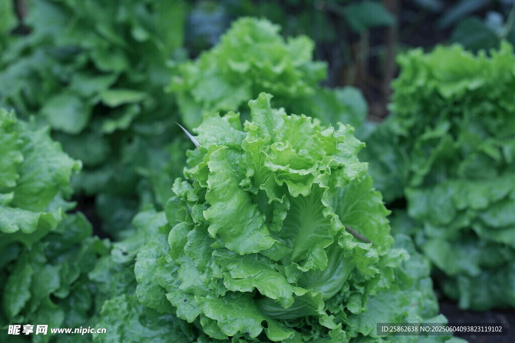 鲜嫩生菜植株