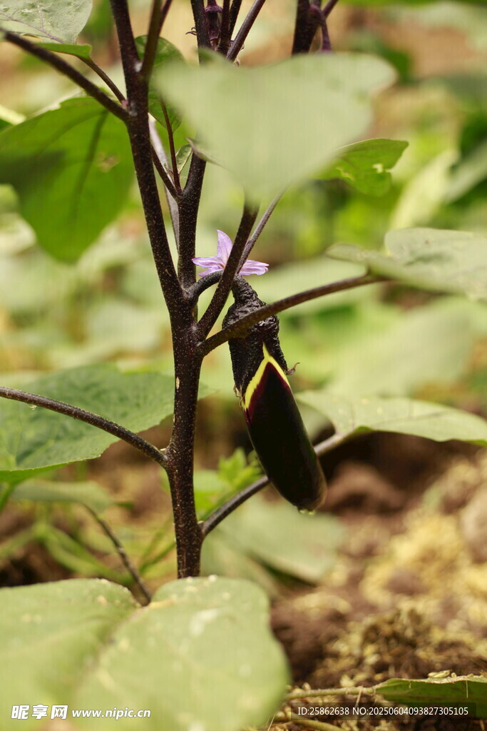 紫色茄子植株特写