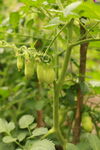 青番茄挂枝 生机盎然
