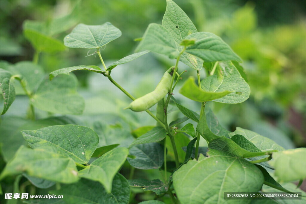 嫩绿黄豆植株生机勃勃