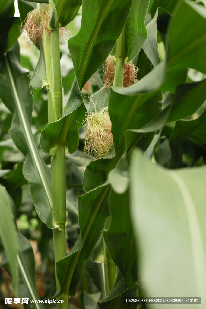 田间生长的玉米植株