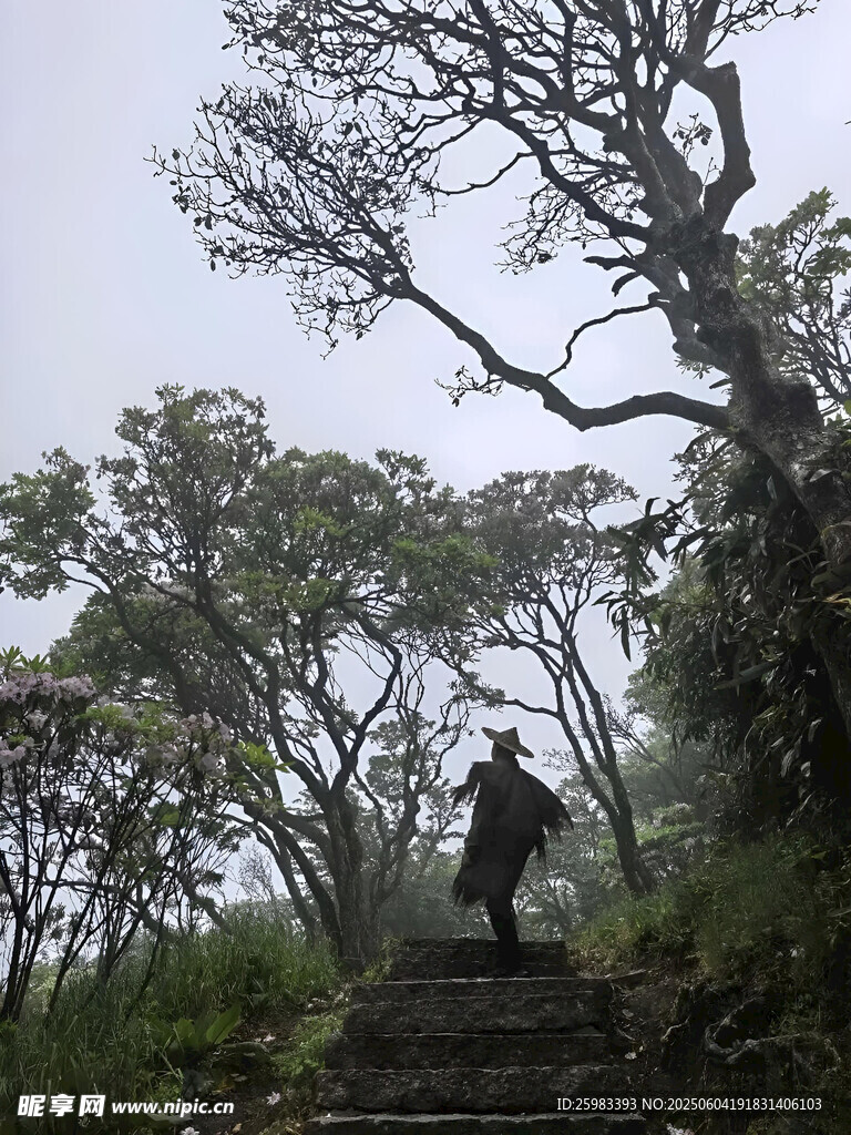 林间漫步
