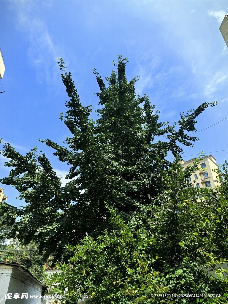 蓝天之下的挺拔松树