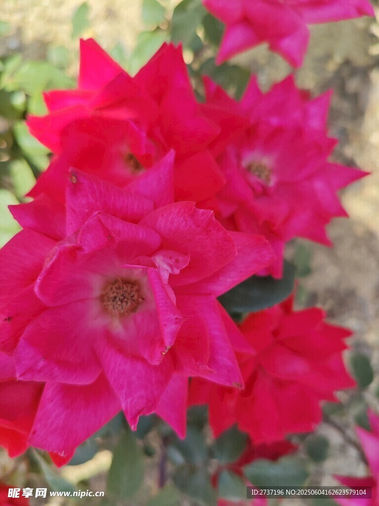 月季
