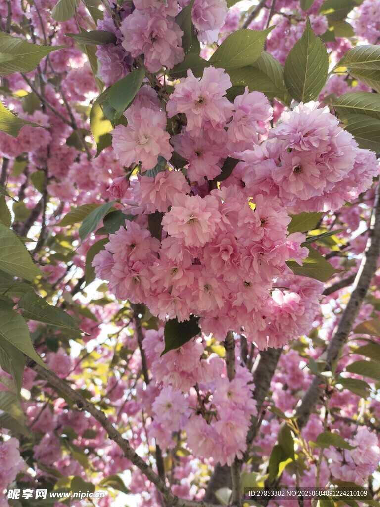 盛开的粉色繁花