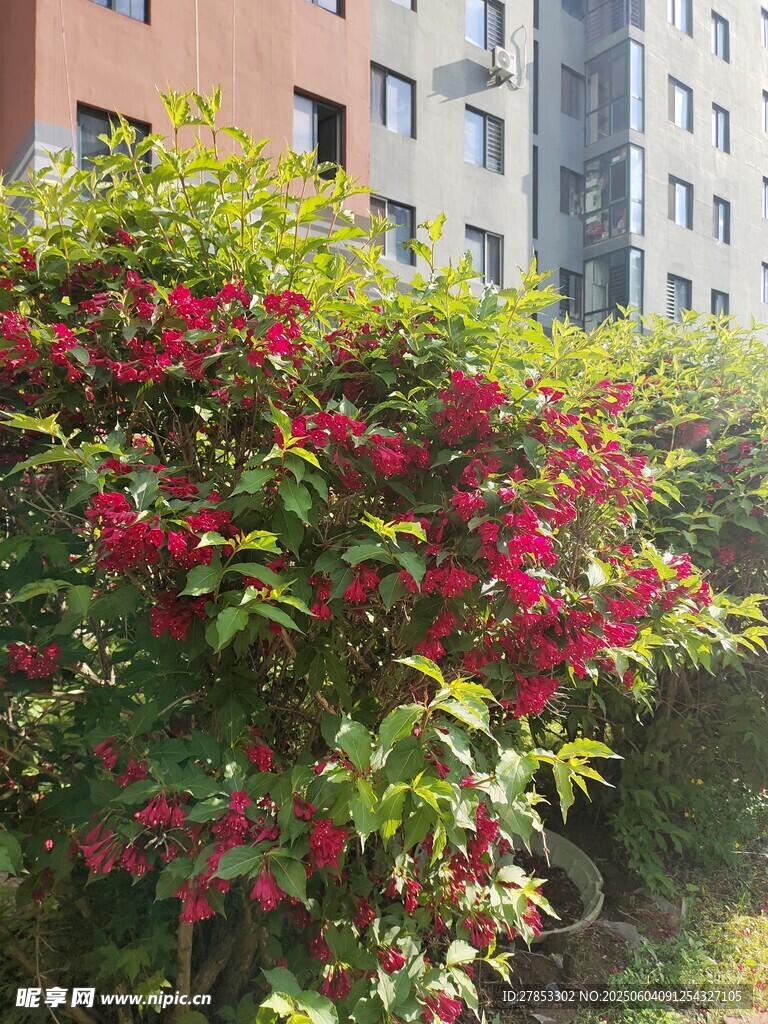 小区旁盛开的艳丽花丛