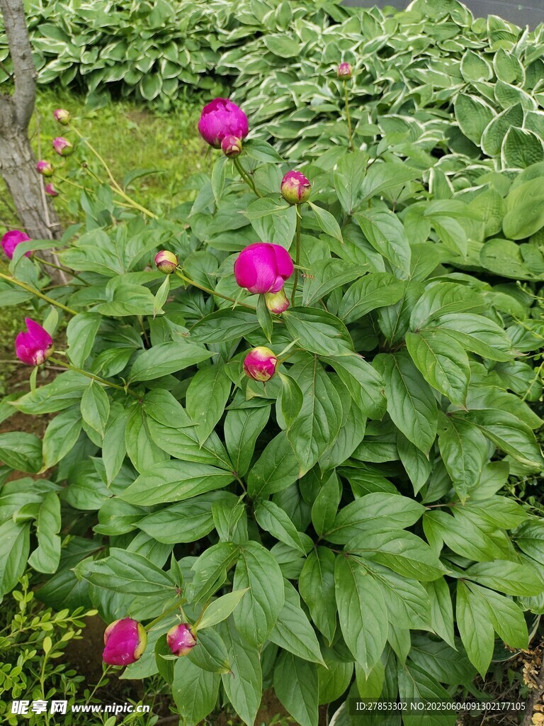 花丛中的艳丽粉色花朵