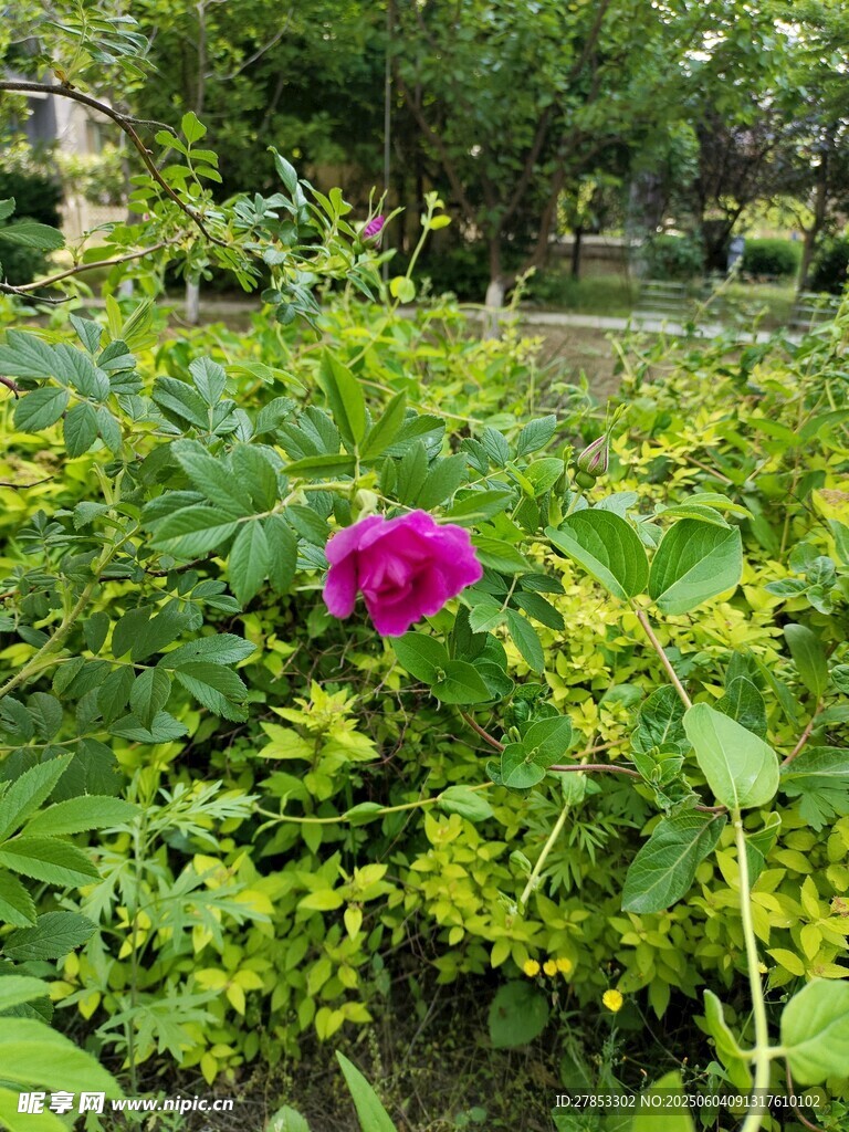 绿叶丛中娇艳的紫花